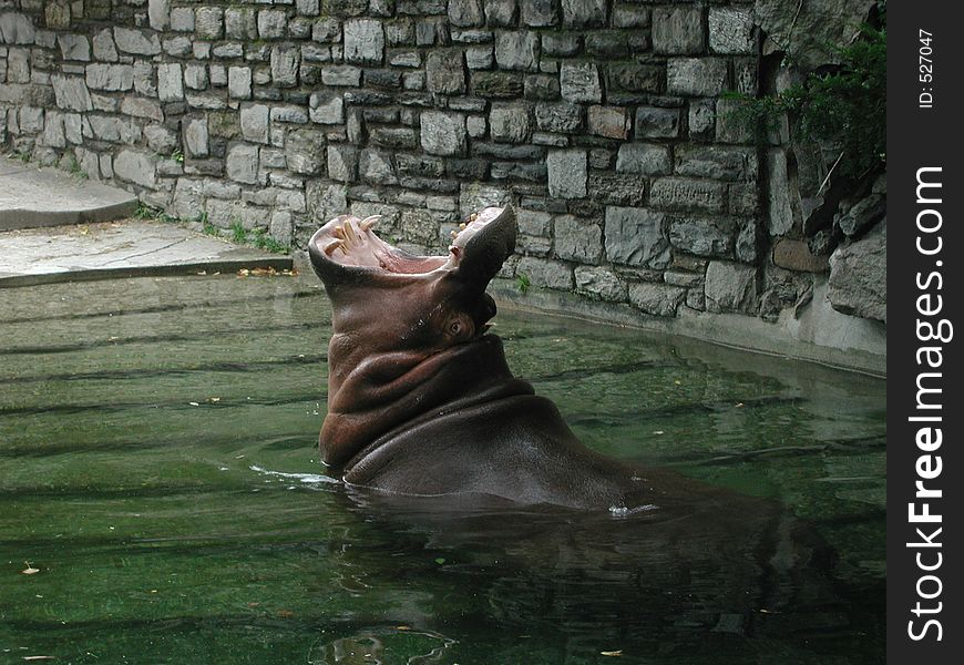 A lazy hippo taking an afternoon yawn. A lazy hippo taking an afternoon yawn.