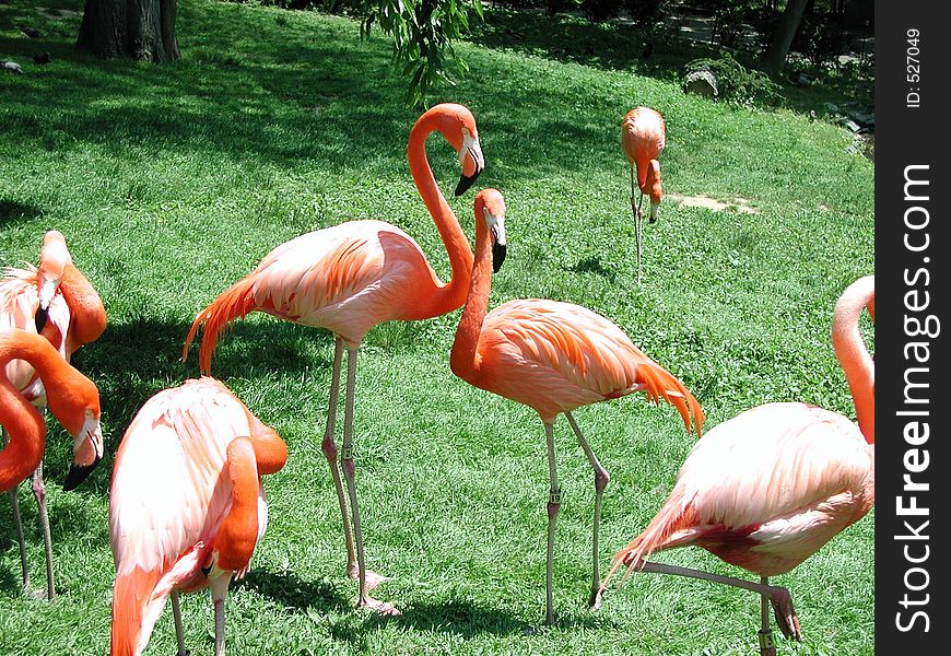 Gorgeous Pink Flamingos basking in the sun at the Philadelphia Zoo. Gorgeous Pink Flamingos basking in the sun at the Philadelphia Zoo