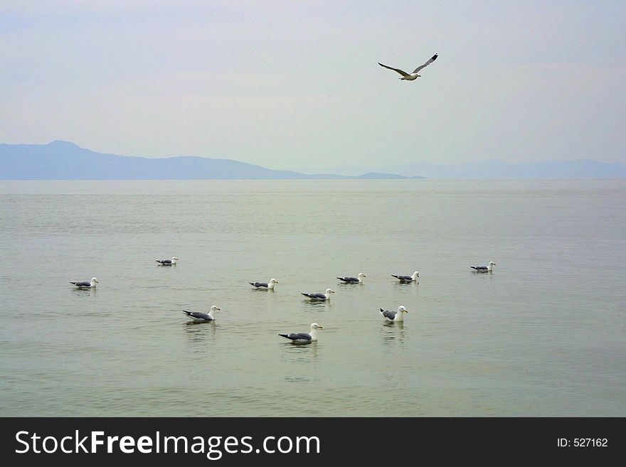 A lone seagull flies above a pack of seagulls floating on the water in synchronized fashion. A lone seagull flies above a pack of seagulls floating on the water in synchronized fashion.