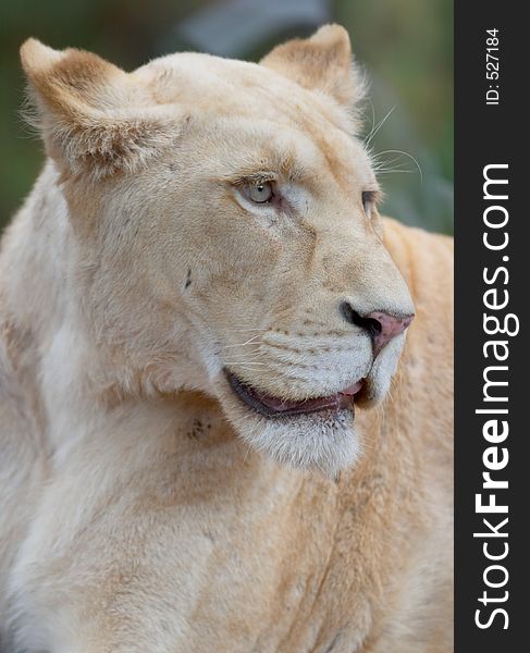 White Lioness Portrait