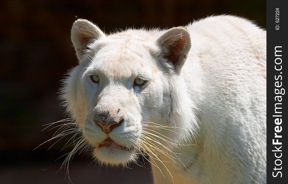 White tiger