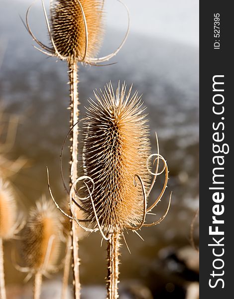 A marsh reed with its prickly arrowheads in late winter desolate and decaying. A marsh reed with its prickly arrowheads in late winter desolate and decaying.