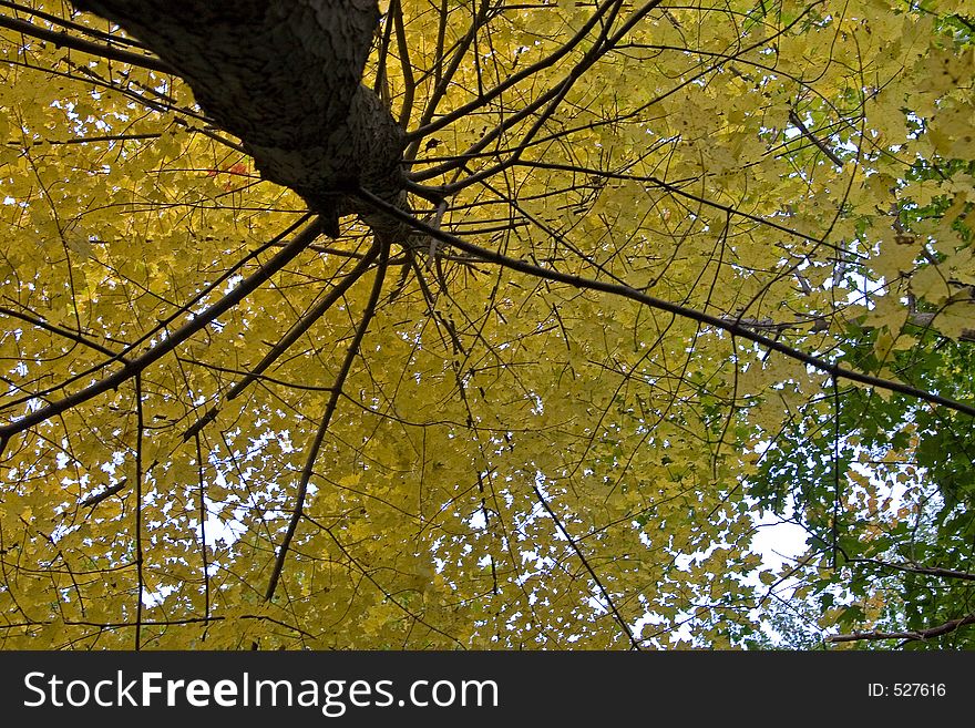 Fall Tree shot vertically, golden leaves