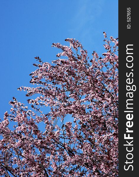 Cherry Blossom Tree On A Clear Day