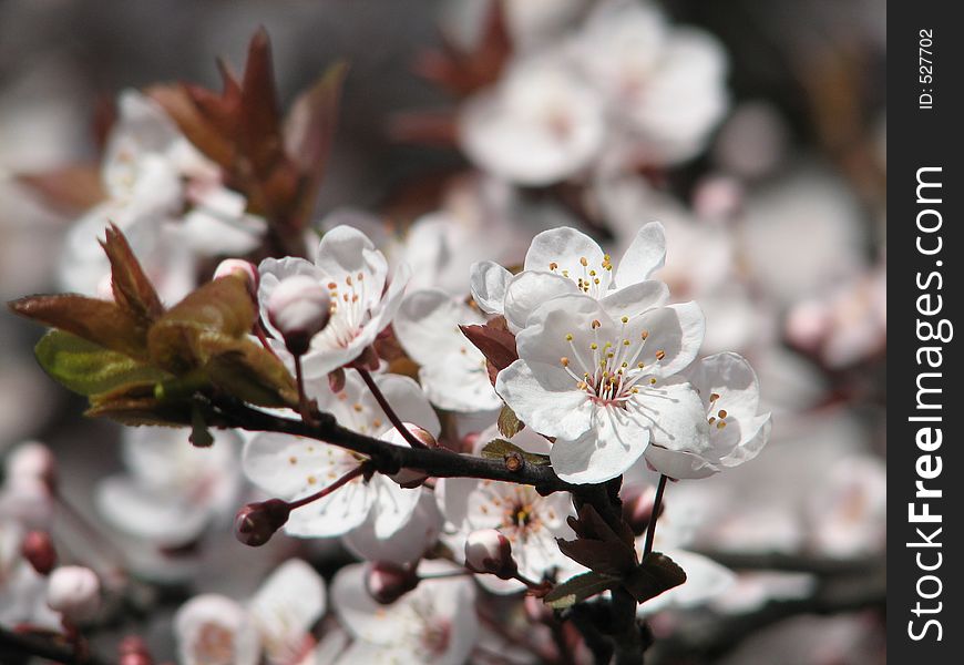 Cherry blossom in beautiful Victoria, British Columbia, Vancouver Island, Canada