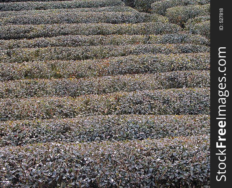 Tea field in winter