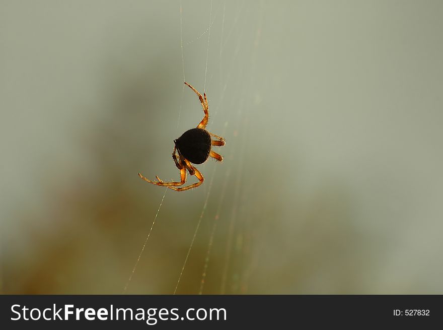 A large Barn Spider hanging from it's web.
