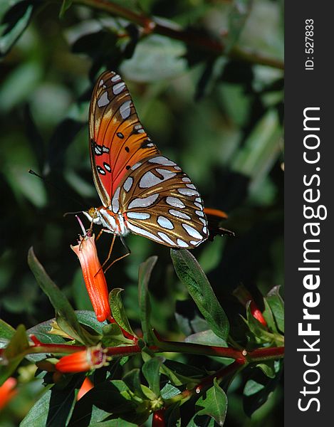 Gulf Fritillary Butterfly Eating Nectar