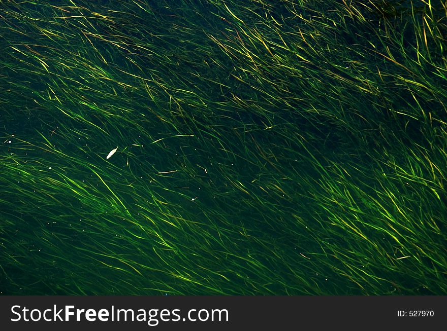 Grasses growing in the river. Grasses growing in the river