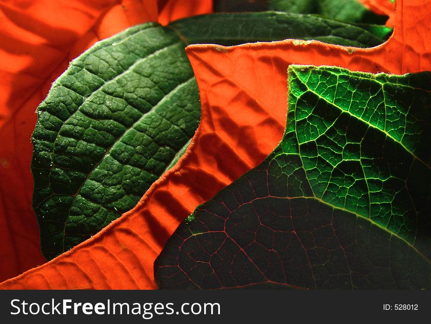Red and green leafes