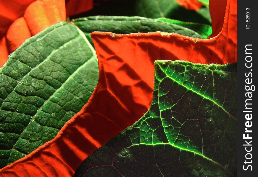 Red and green leafes