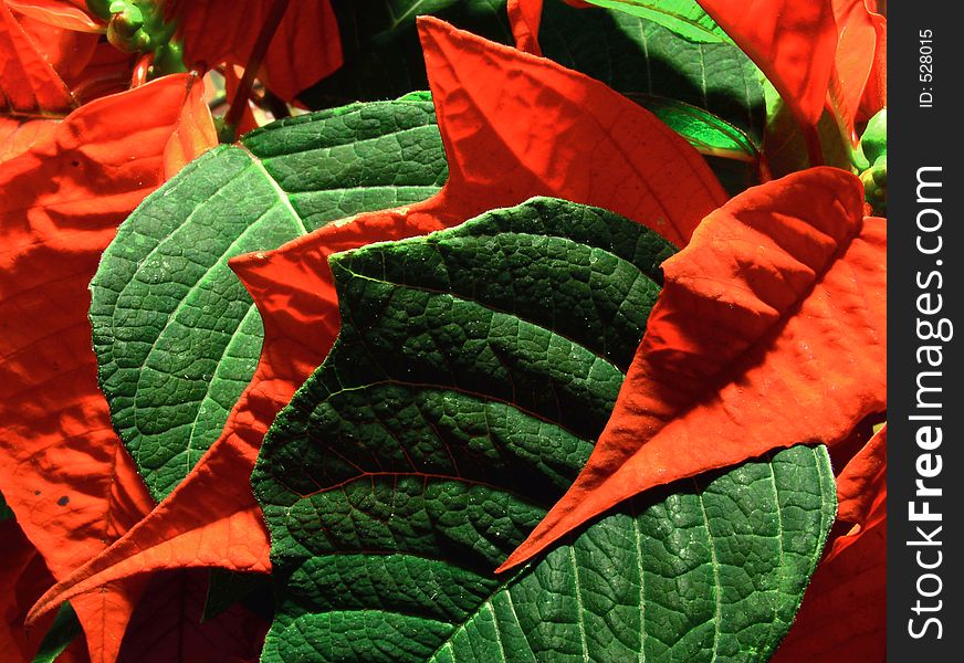 Green abd red leafs