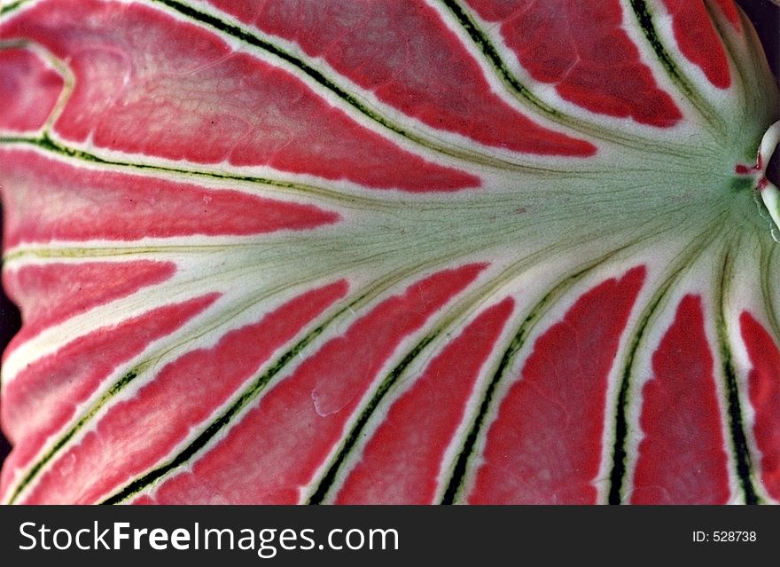 Red Asiatic tropical leaf