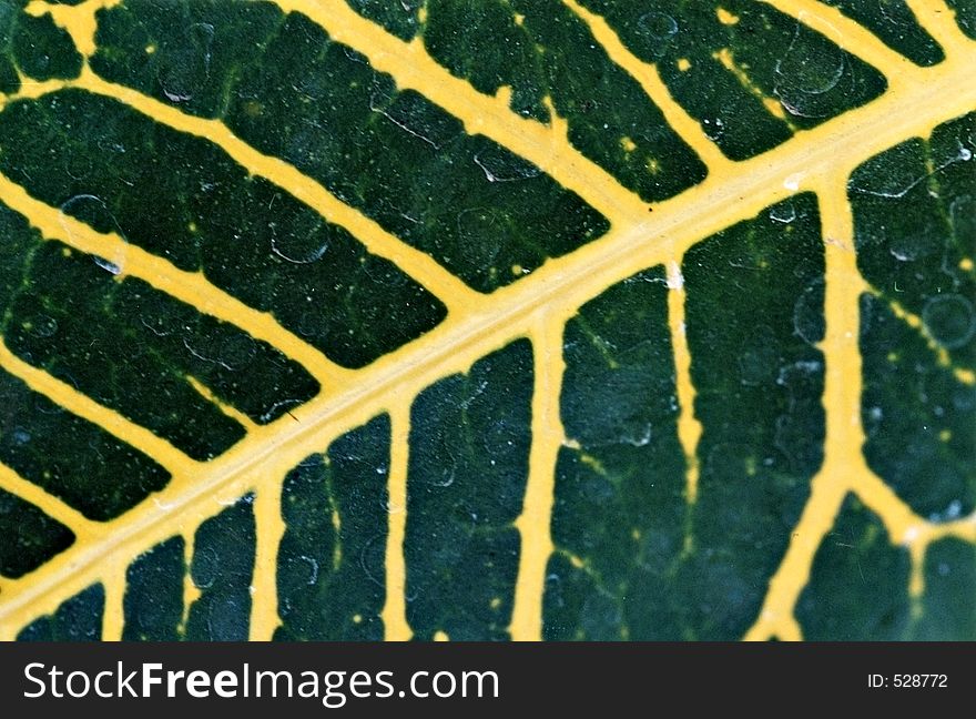 Tropical green leaf