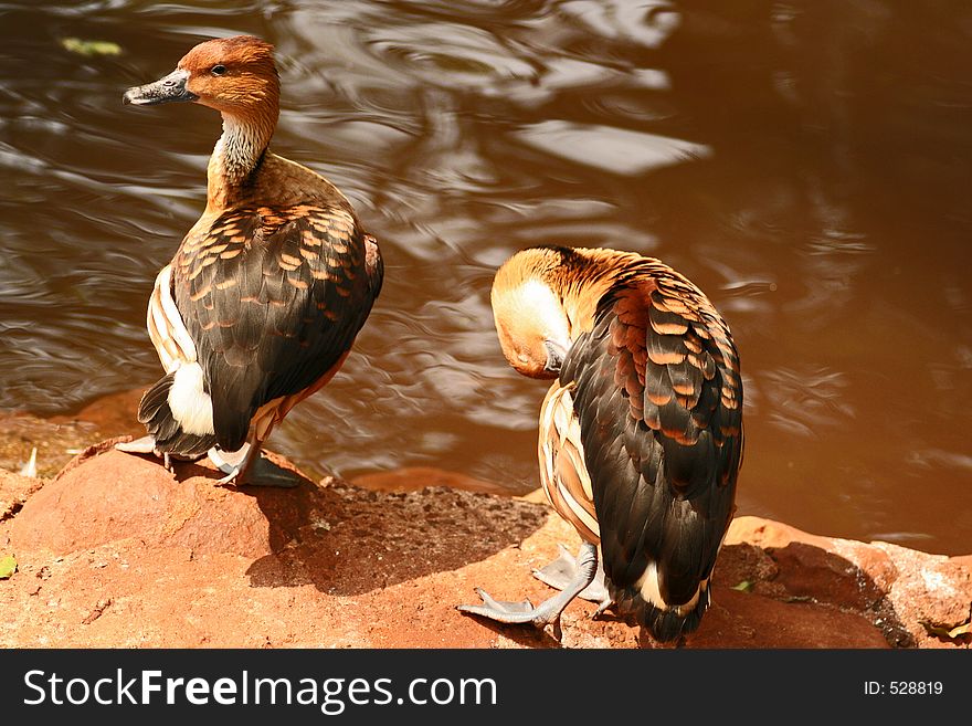 Ducks on lake in Zoo