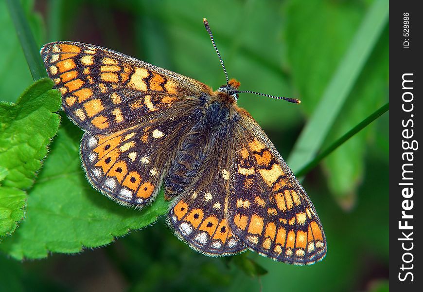 Euphydryas Aurinia.