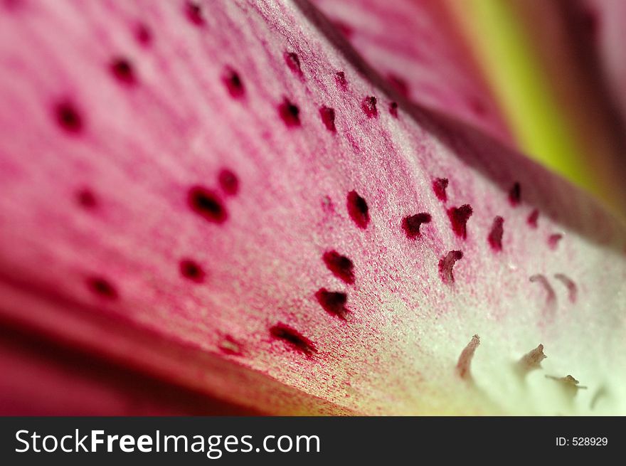 Detail shot from a lily bloom