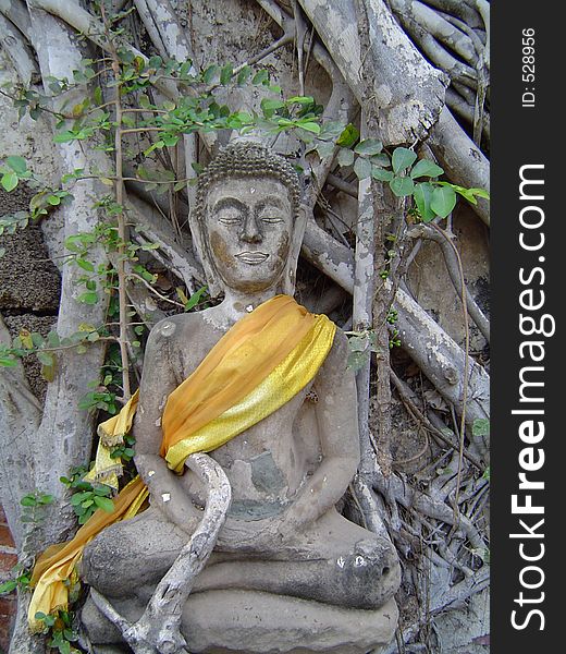 Buddha in a tree in Ayuttay, Thailand