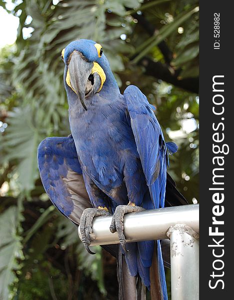 Tropical Blue Parrot