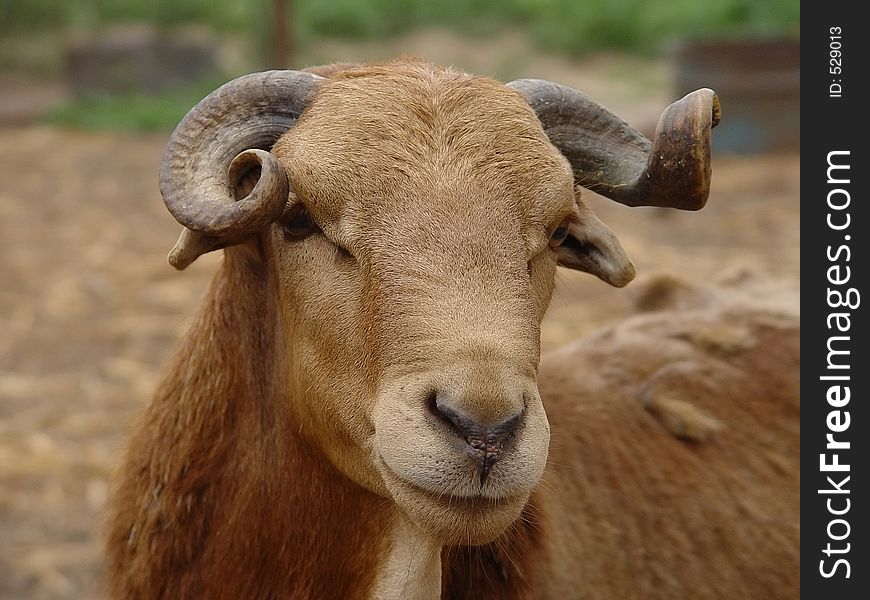 Male sheep portrait