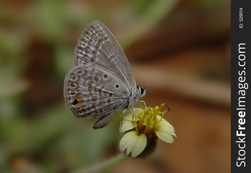 Macro of a butterfly