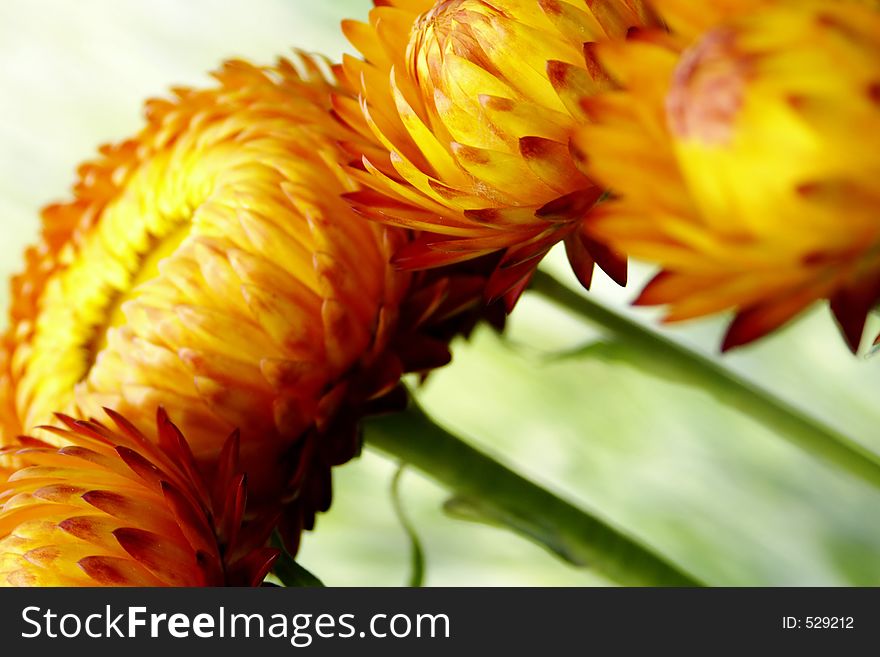 Angled Floral Strawflowers