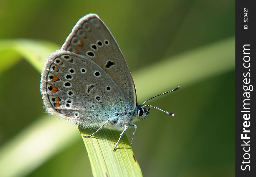 Polyommatus Icarus.