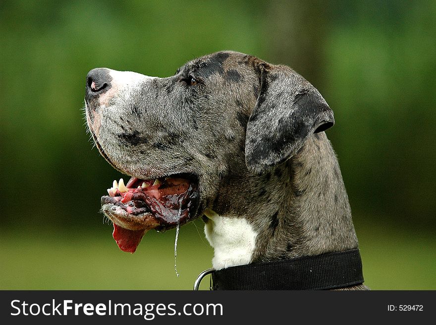 Portrait photo from a Great Dane