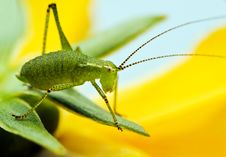 Tiny Green Grasshopper Royalty Free Stock Photo