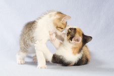 Two Playing Kitten, Isolated Royalty Free Stock Photography