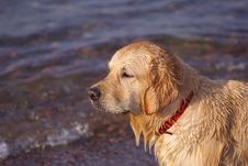 Wet Dog Stock Photos