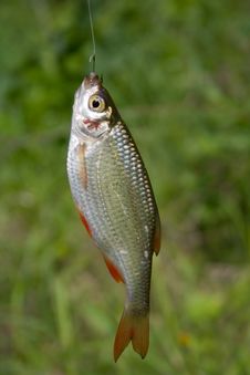 A Fish Stock Photos A Fish Stock Photos