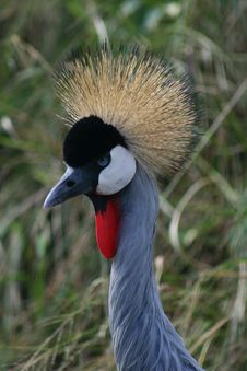 Crowned Crane, Head Shot Royalty Free Stock Photography