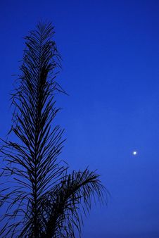 Early Evening Palm - Closer Royalty Free Stock Photography Early Evening Palm - Closer Royalty Free Stock Photography
