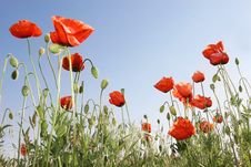 Red Poppies Stock Image Red Poppies Stock Image