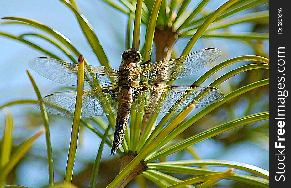 Dragonfly sitting on plant in sun