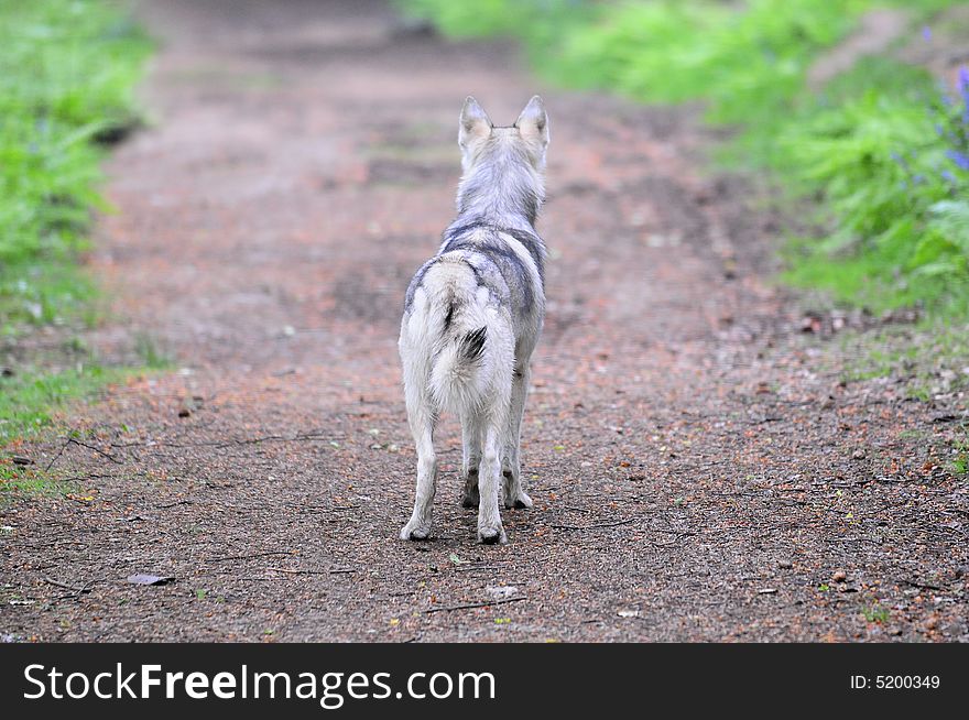 Northern Inuit Wolf Dog