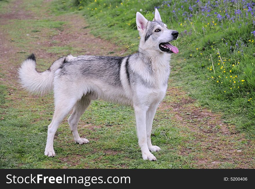 northern inuit wolf