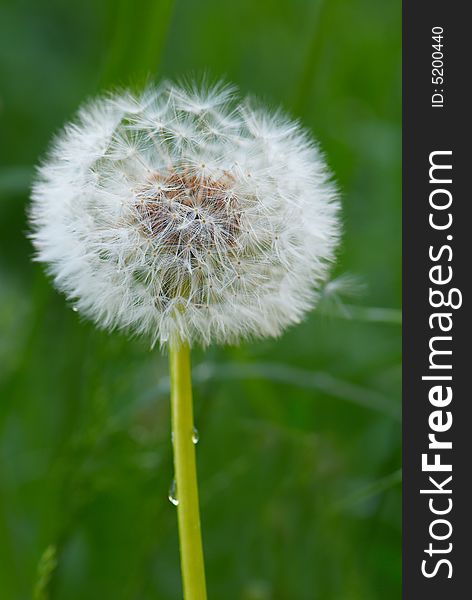 Close up of a dandelion on blurred  green background. Close up of a dandelion on blurred  green background