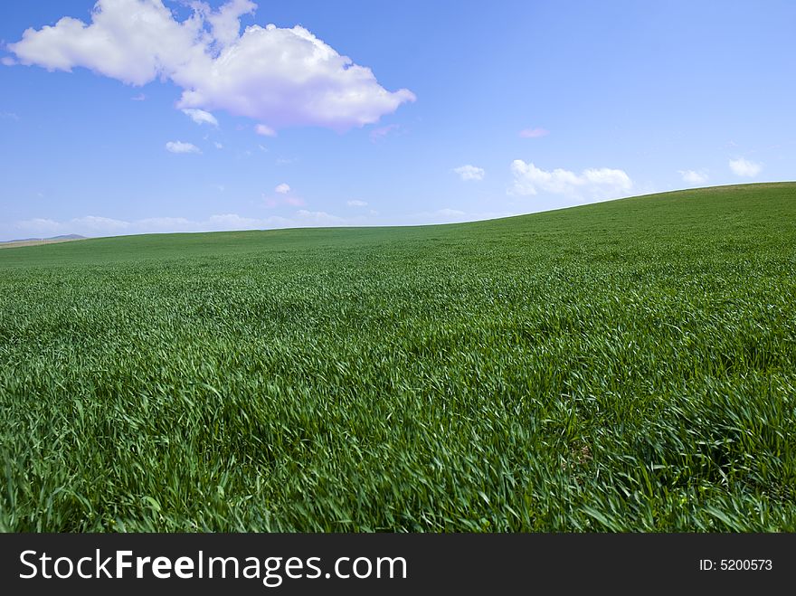 Green fields, the blue sky and white clouds. Green fields, the blue sky and white clouds