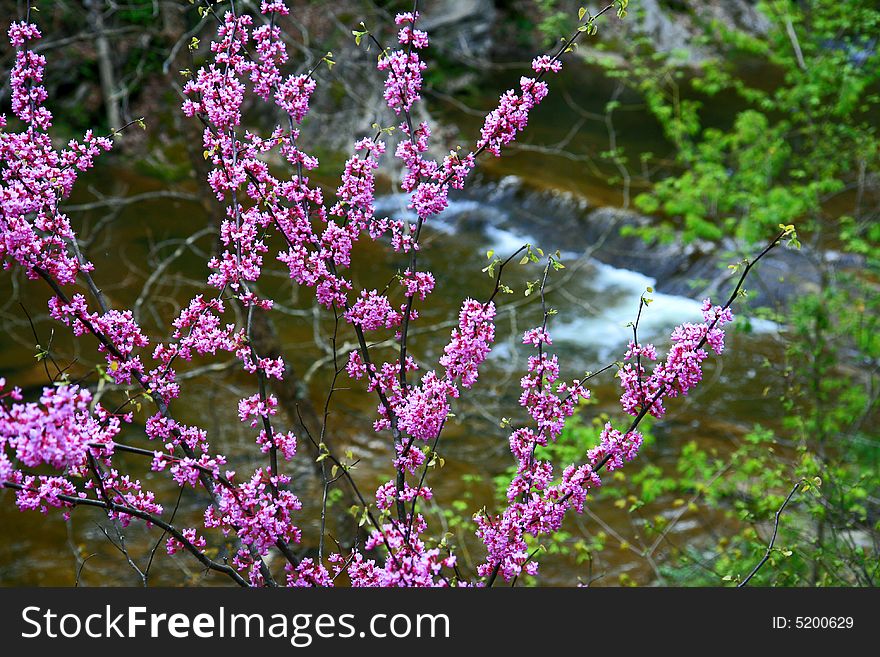 Water streams and cascades in the Great Smoky Mountain National Park