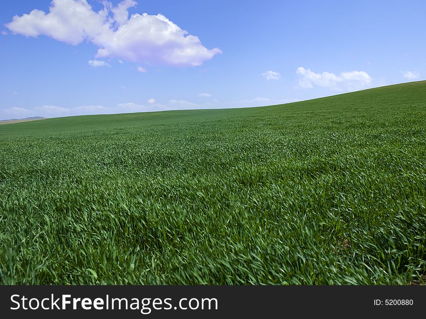 Green fields, the blue sky and white clouds