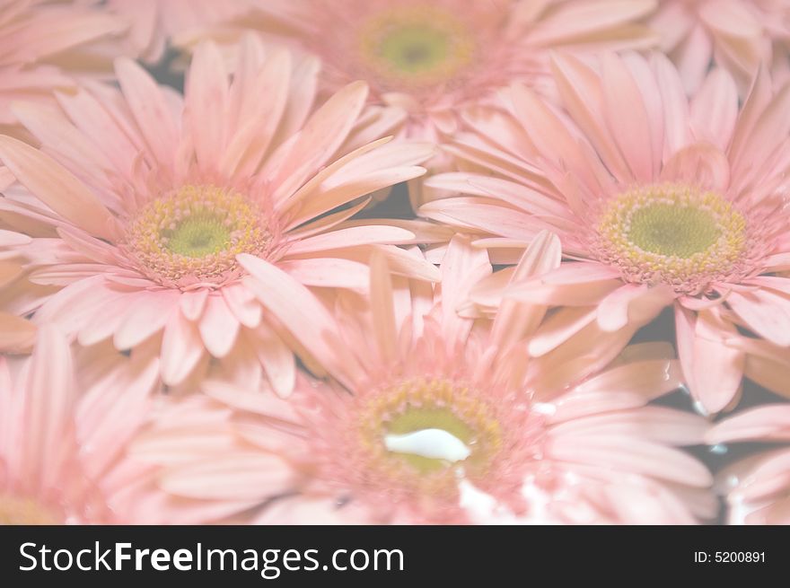 Pink Gerber Daisies faded for background