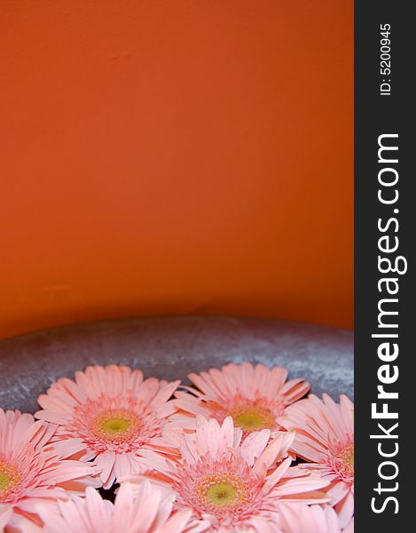 Pink Gerber Daisies in silver bowl of water and orange background. Pink Gerber Daisies in silver bowl of water and orange background