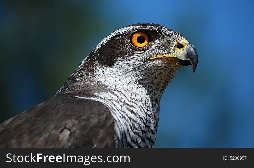 Eagle looking for food in Portugal. Eagle looking for food in Portugal