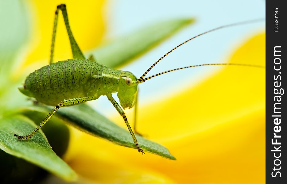 Image shows a tiny green grasshopper resting on the sepals of a yellow flower