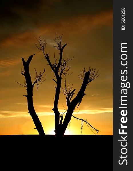 A silhouette of a tree during a stormy sunset. A silhouette of a tree during a stormy sunset
