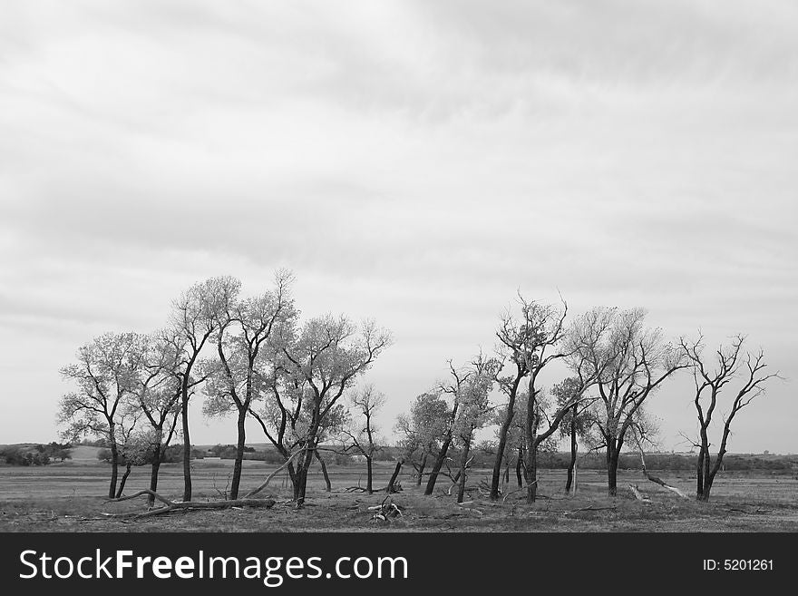 A group of trees in a field. A group of trees in a field