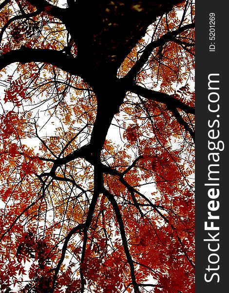 A view from the ground with the top of my head at the base of the trunk. A view from the ground with the top of my head at the base of the trunk