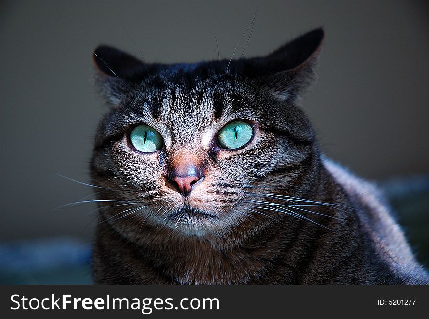 Close Up Face Of A Happy Gray Tabby Cat